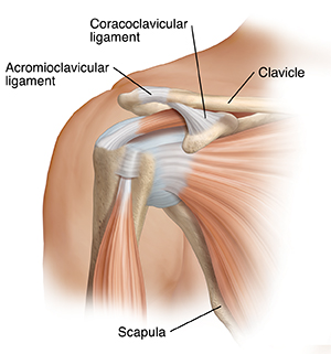 Front view of shoulder joint.